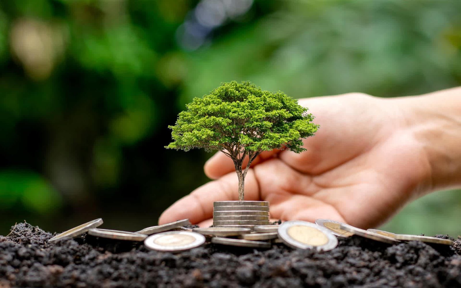 Hand holding a small tree sapling